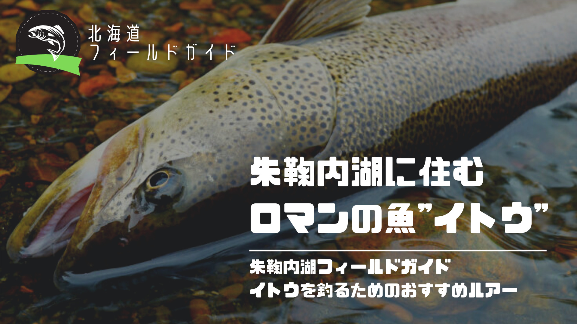 幻の魚「イトウ」が釣れる北海道の朱鞠内湖！地元民がおすすめルアー3選と釣れるトラウトの種類を解説