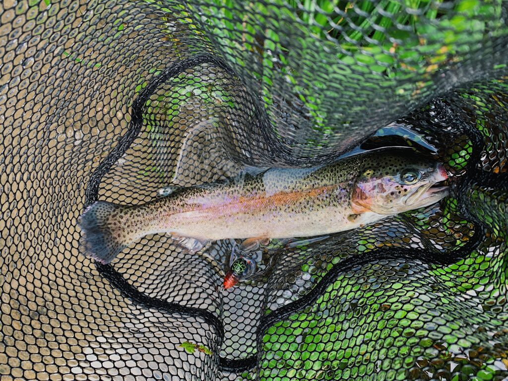 ティムコシケイダー_釣れたニジマス