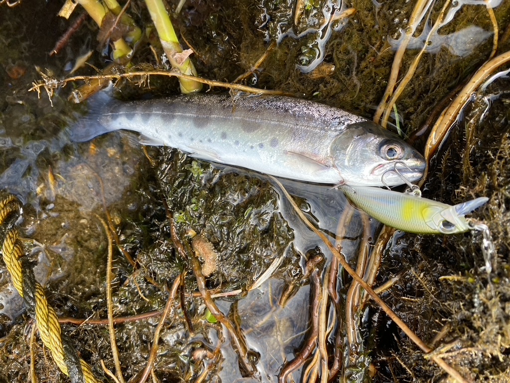 渓流釣りで釣れる魚の種類 ヤマメ