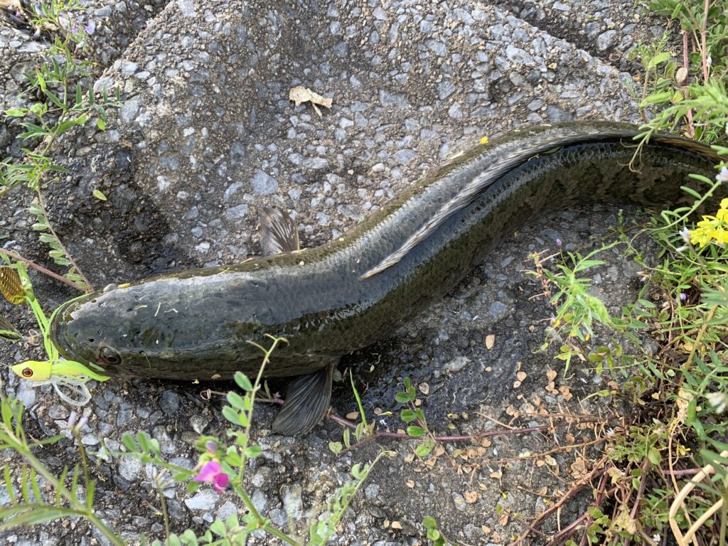 issei クルコマ_画像3