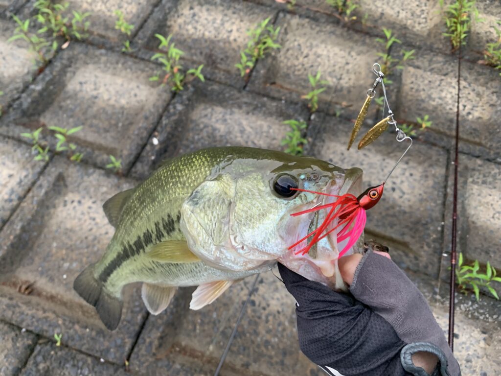 issei クルコマ_画像4